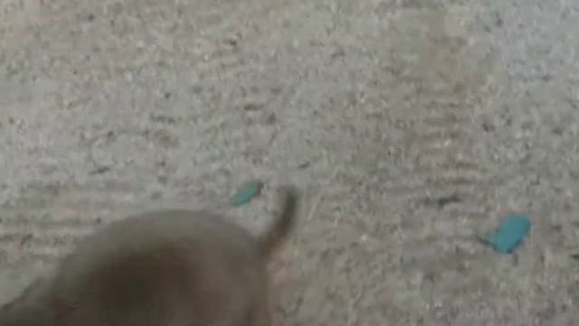 Какие то странные собаки были в зоопарке!!! смотреть онлайн