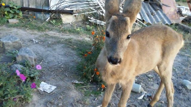 Олень играет с ребенком. Домашний олень смотреть онлайн