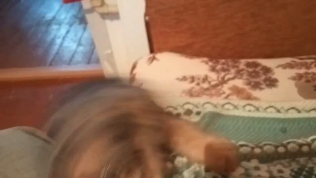 Нашему эрдельтерьеру 2 месяца смотреть онлайн