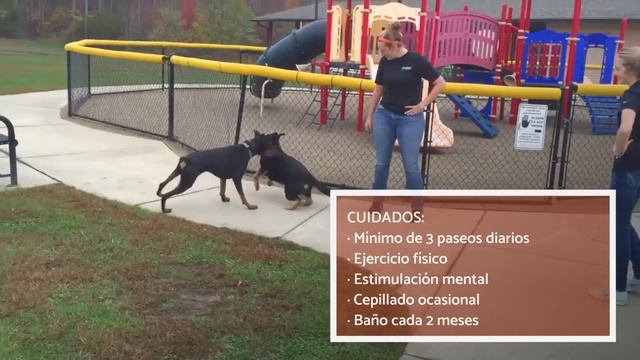 DOBERMAN pinscher - Características y adiestramiento смотреть онлайн
