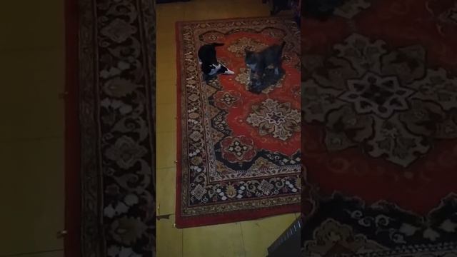 Две кошки дерутся. смотреть онлайн