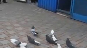 В гостях у Зелененко А.Д. ,  г. Димитров