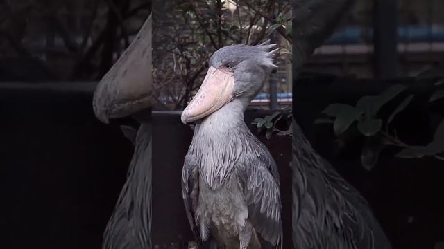 Учёные открыли тайну китоглава #китоглав #птица #дикая смотреть онлайн