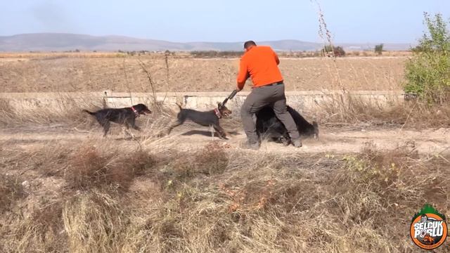 Bu DOMUZ Avına KALP Dayanmaz ! - Extremely Exciting Wild Boar HUNT 2024 смотреть онлайн