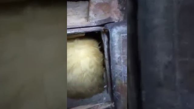 Cat in the stove. Кот в печке. смотреть онлайн