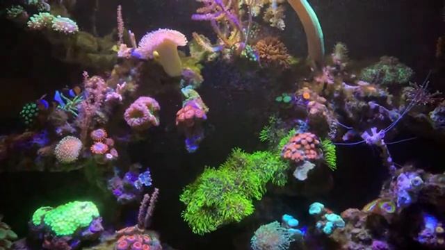 Восстановил морской аквариум после массовой гибели кораллов