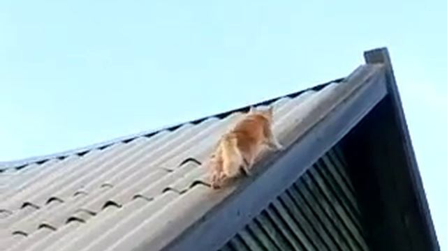 Кот (Пух) на " раскалённой" крыше.... :-))) Подъём смотреть онлайн
