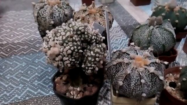 Гибриды астрофитумов. Что мы можем получить, при опылении разных видов астрофитумов? смотреть онлайн