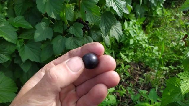 Смородина сорт Чорний Бумер. смотреть онлайн