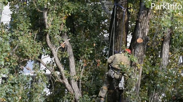 Кронирование дерева профессионально. Тополь. Часть 1. смотреть онлайн