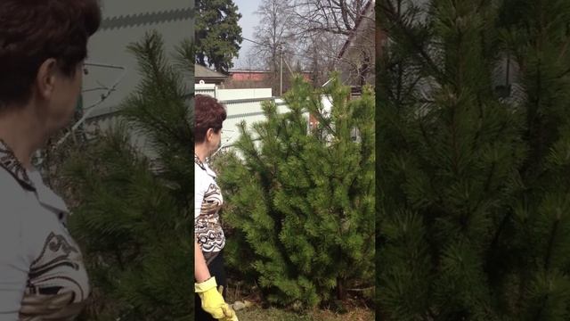 Декоративная сосна смотреть онлайн