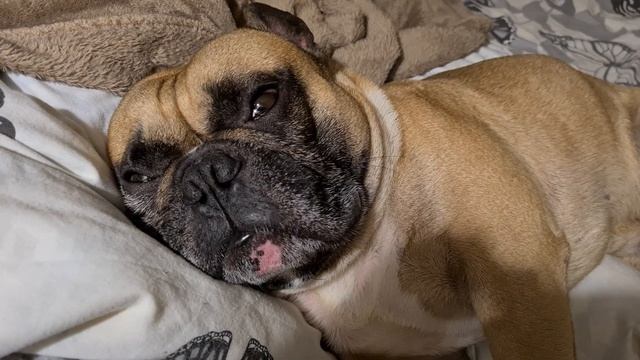 ФРАНЦУЗСКИЙ БУЛЬДОГ - ЭТО ПЕРСОНАЛЬНЫЙ ДЕД. ХРАПИТ, ПУКАЕТ, ВЗДЫХАЕТ | КУРТ СПИТ