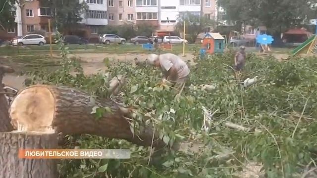 Деревья во дворах – польза и вред смотреть онлайн