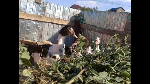 Инкубация кур и индюков разом // Похвалили моих кур смотреть онлайн