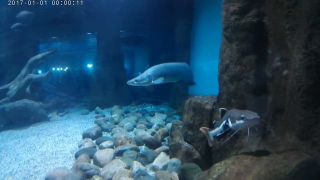 Москвариум. Обзор Московского океанариума. The biggest aquarium in Moscow. смотреть онлайн