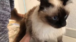 Как опорожнить кишечник кошечке. Массаж для опорожнения кишечника. Как помочь покакать кошке.