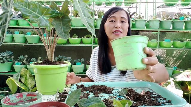 ALOCASIA SANDERIANA OFFSET PROPAGATION + SIMPLENG PARAAN NG PAGPAPADAMI смотреть онлайн