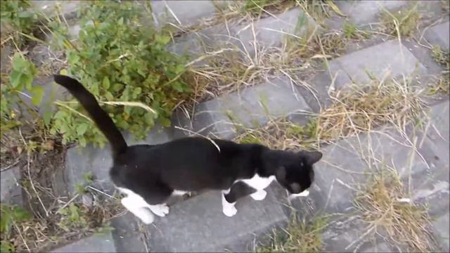 Кошка привела к котятам / The cat has led to kittens смотреть онлайн