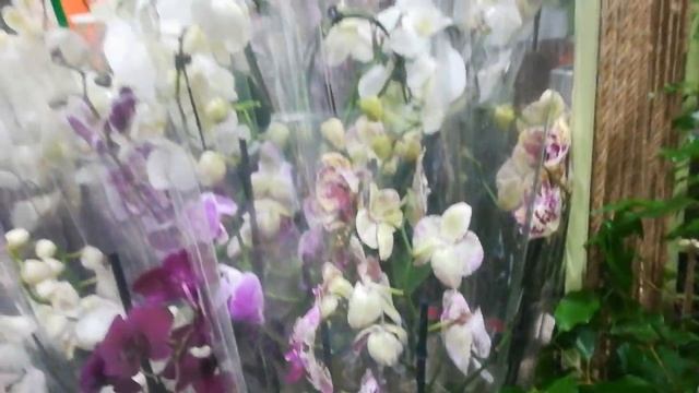 Жаль новый завоз ещё не разставили??. Цветоптторг на вокзале ? смотреть онлайн