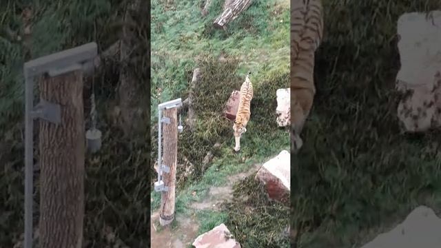 Тигр на прогулке. #тигр #животные #красивыеживотные #дикиеживотные #animals #tiger смотреть онлайн