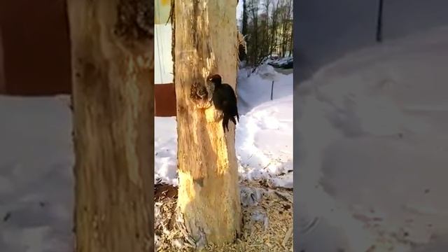 Дятел случайно съел закладку смотреть онлайн