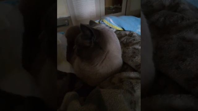 Как съесть шершня смотреть онлайн