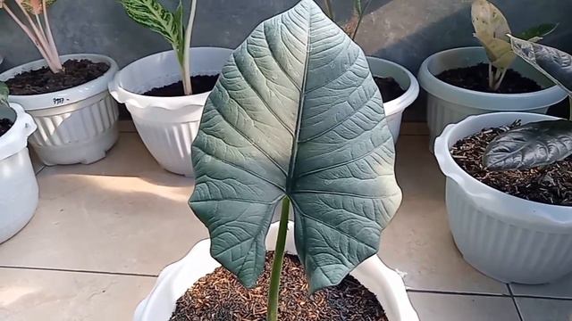 Si Daun Besar Alocasia Nebula Imperialis Tanaman Hias смотреть онлайн