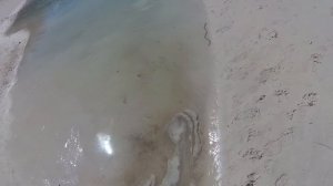 ЗМЕЯ В ВОДЕ {морская змея плывет}