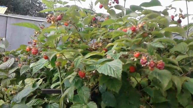 Малина, обзор и результат выращивания смотреть онлайн