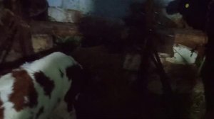 Снять сглаз у коров. Очень старинный совет.