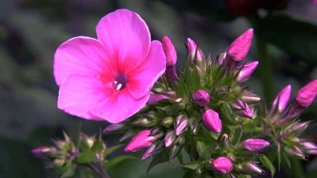Phlox paniculata / Флокс метельчатый смотреть онлайн