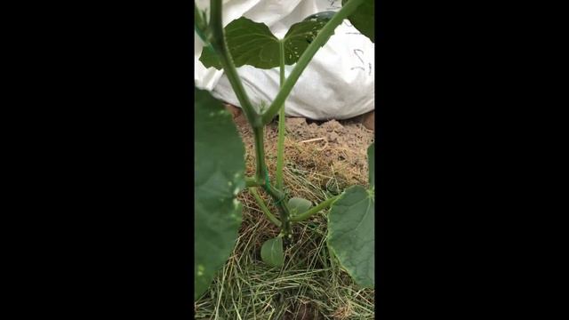 Выращиваем огурцы в теплице. смотреть онлайн