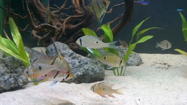 F0 Cupid cichlids (Biotodoma cupido) in my 120 gallon south american tank. смотреть онлайн