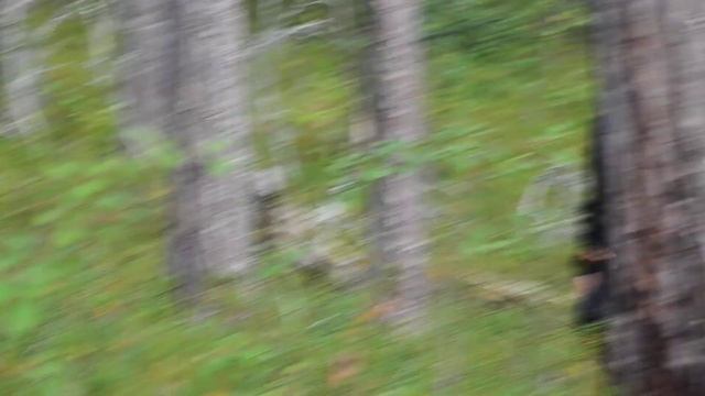 Карелия. Отрывки. (5) Как чистить рыбу.