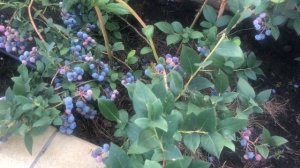 ГОЛУБИКА | ПРИНЦИПЫ ОБИЛЬНОГО ПЛОДОНОШЕНИЯ