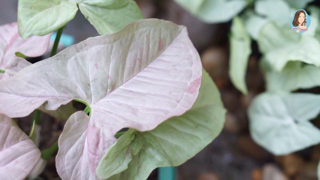 เคล็ดลับการดูแลออมชมพูด่าง เงินไหลมาชมพูด่าง (syngonium Pink Spot) ให้โตไว ใบใหญ่ สีชมพูเข้มเด่นชัด