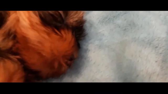 Мой щенок Йоркширский терьер Тоби смотреть онлайн