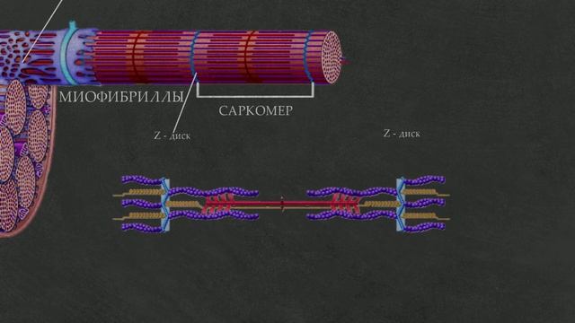 2. Строение мышц (поперечно-полосатой скелетной мышечной ткани). Саркомер. смотреть онлайн