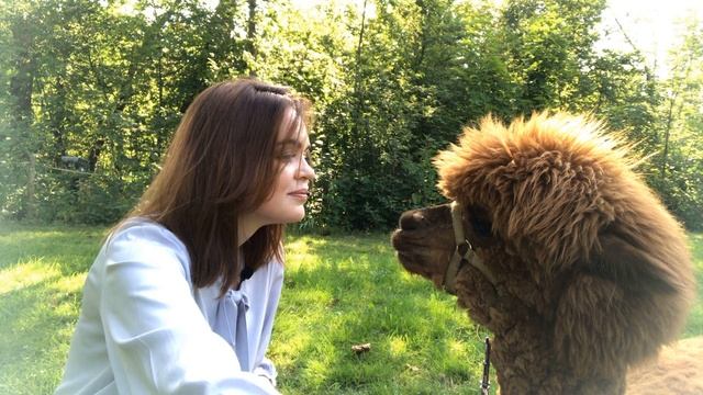 Альпаки под Санкт-Петербургом, парк Озорные белки, фотосессия с альпаками смотреть онлайн