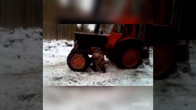С днем работников леса!19 сентября 2021. смотреть онлайн
