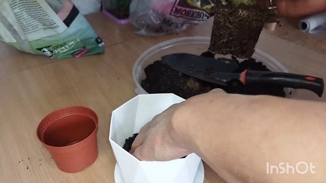 Гузмания пересадка#guzmán #гузмания #гузманияпересадка#гузманияуход#цветыдлядома смотреть онлайн