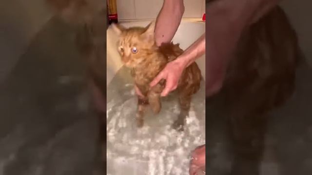 Котик Симба ВЫЛОЖИЛ НОВЫЙ ТИКТОК | Tik Tok | TIKTOK | Simbachka  69125