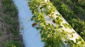 Клубника сорт Сандра. Посадка ОКС была 13.04.2021года