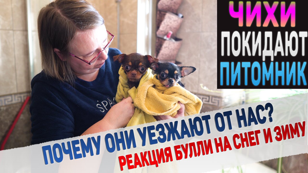 Две Чихуахуа уезжают от нас. В чем причина? Реакция людей и собак на снег и зиму в Крыму. смотреть онлайн