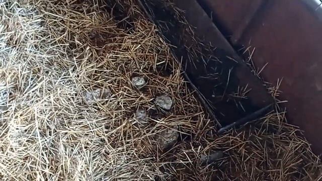 глубокоя подстилка для свиней. запустили свиней под навес с глубокой подстилкой. смотреть онлайн