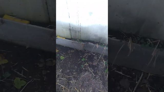 Как зимует клубника в теплице смотреть онлайн