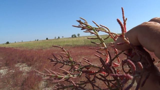 горько - солёное озеро в челябинской области смотреть онлайн