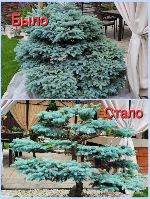 Ниваки из голубой ели Глаука глобоза