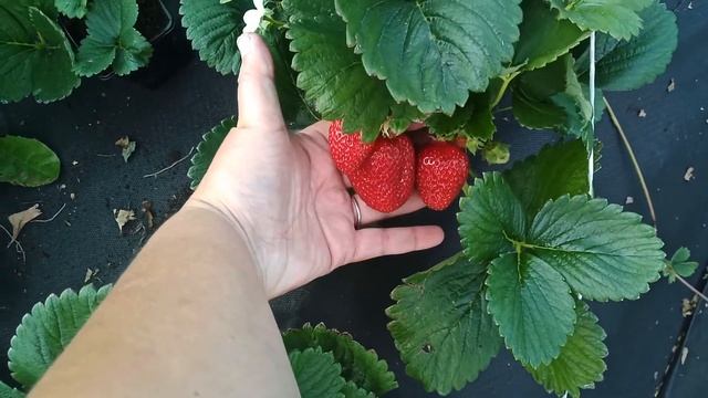 КРАПО 10 -сорт достойный для возделывания!Что в нем хорошего? смотреть онлайн