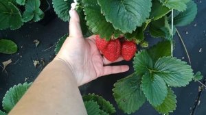 КРАПО 10 -сорт достойный для возделывания!Что в нем хорошего?